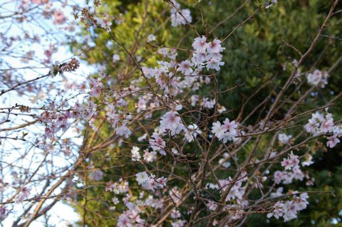 十月桜