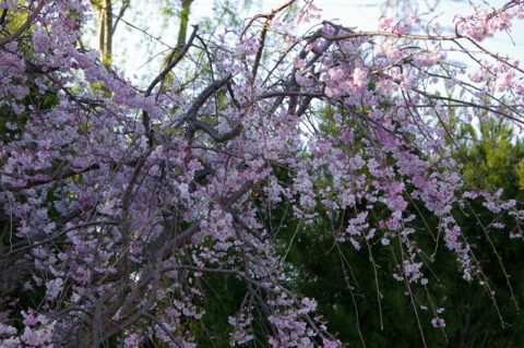 枝垂れ桜