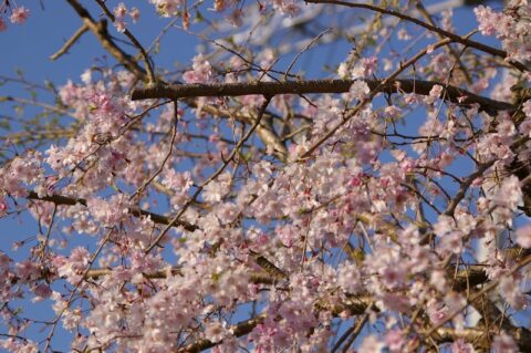 十月桜