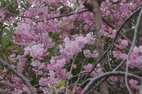 枝垂れ桜